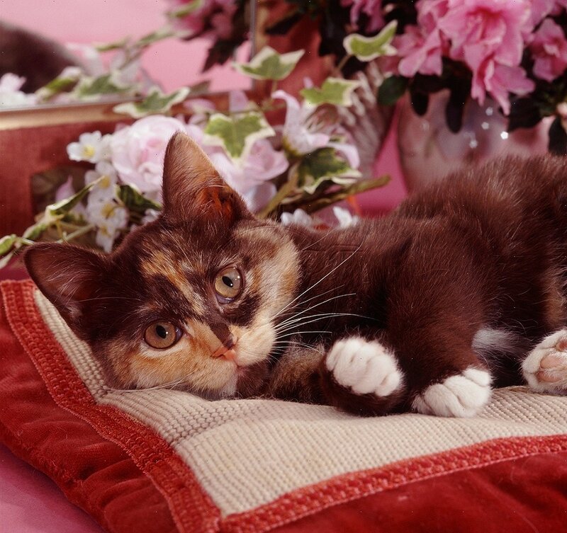 Calico Kitten Lying — Brown, Calm, Photograph