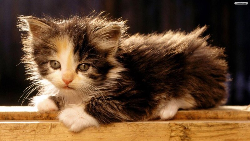 Calico Kitten Lying — Brown, Calm