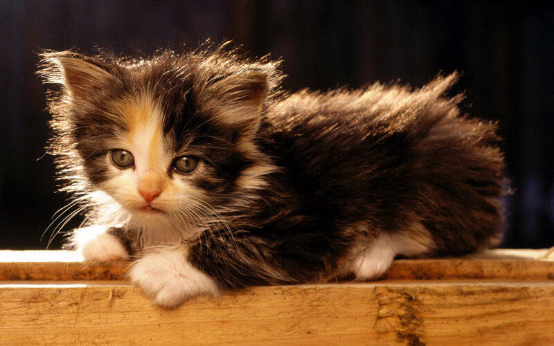 Calico Kitten Lying — Brown, Peaceful