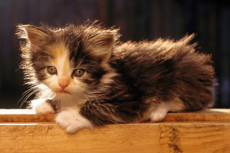 Calico Kitten Lying — Brown