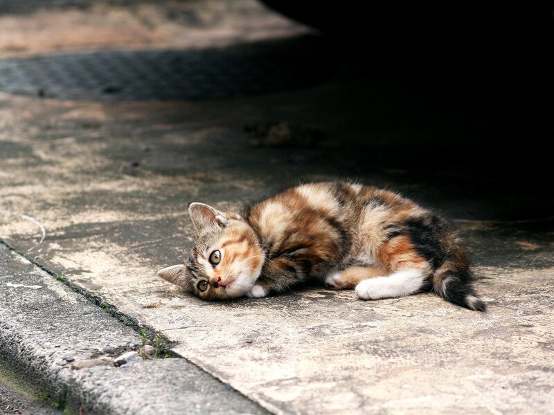 Calico Kitten Lying Down — Brown, Calm, Afternoon, Photograph