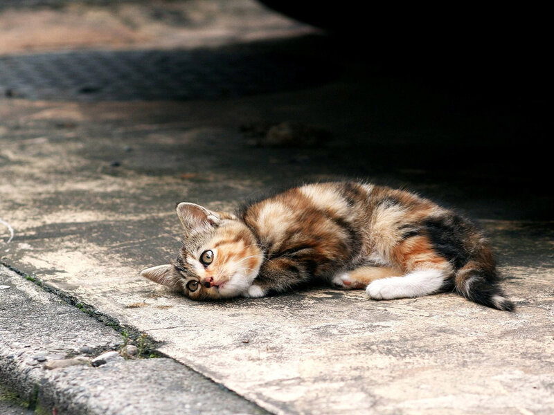 Calico Kitten Lying Down — Brown, Calm, Afternoon