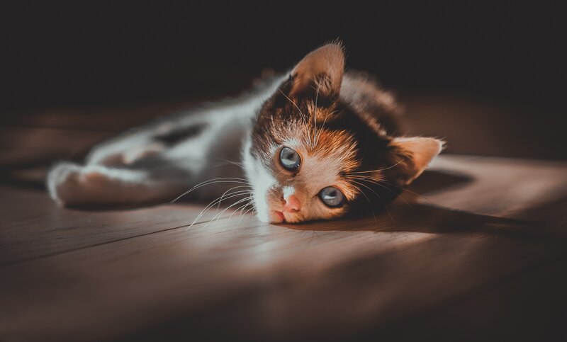 Calico Kitten Lying Down — Brown, Dramatic, Afternoon