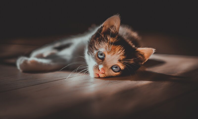 Calico Kitten Lying Down — Brown, Dramatic