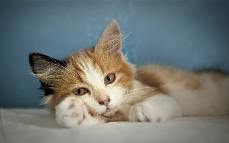 Calico Kitten Lying Down — Orange, Calm