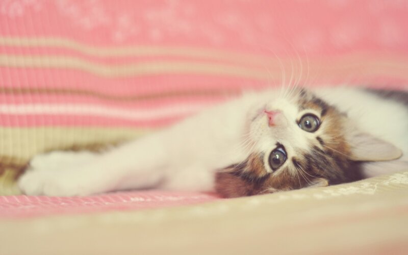 Calico Kitten Lying Down — Pink, Peaceful