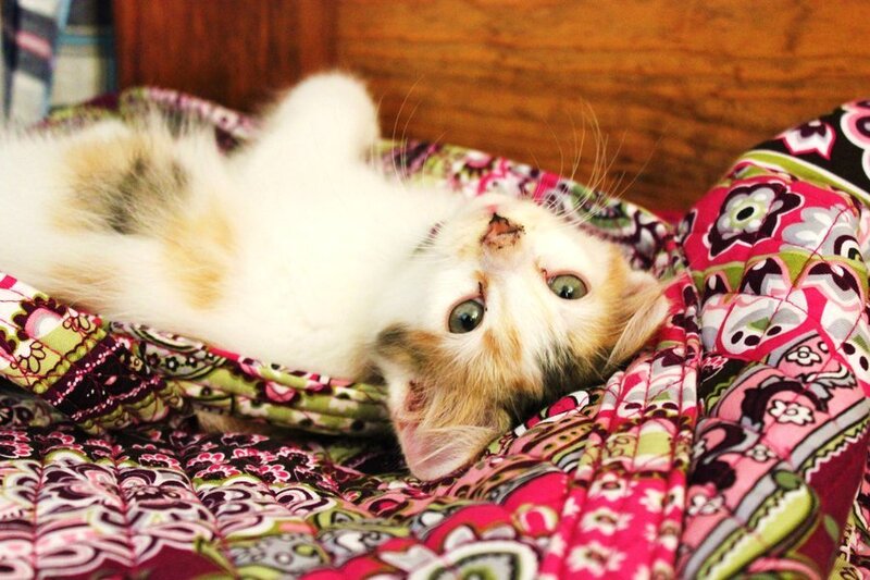 Calico Kitten Lying Down — Pink