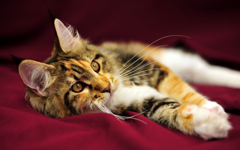 Calico Kitten Lying Down — Red