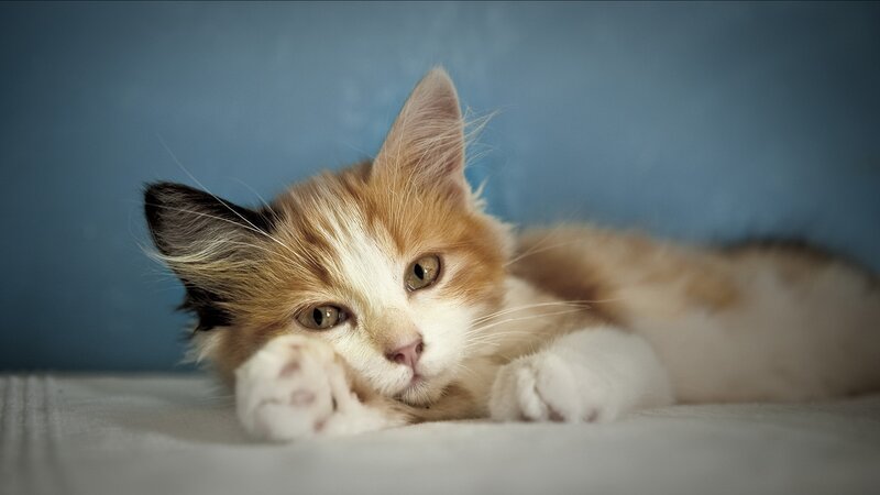 Calico Kitten Lying Down — White, Calm