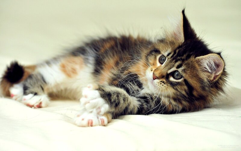 Calico Kitten Lying Down — White, Peaceful, Photograph