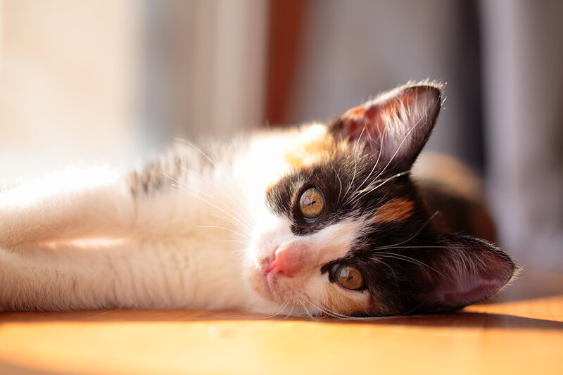 Calico Kitten Lying Down — White, Peaceful