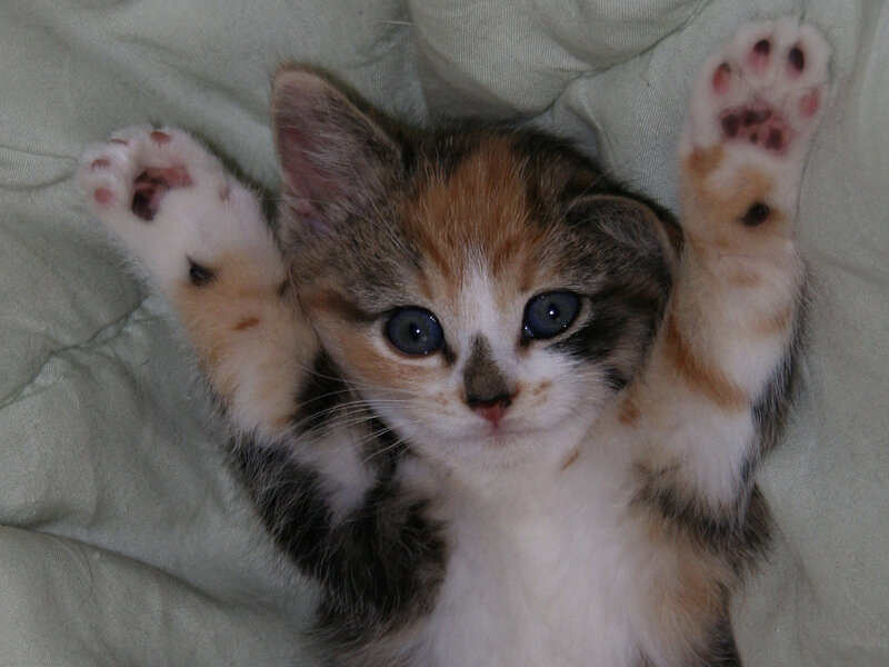 Calico Kitten Lying Down — White, Playful