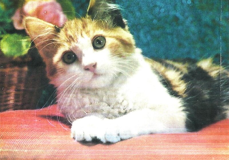 Calico Kitten Lying Down — White