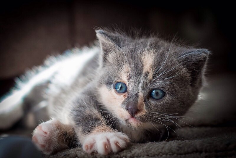 Calico Kitten Lying — Gray