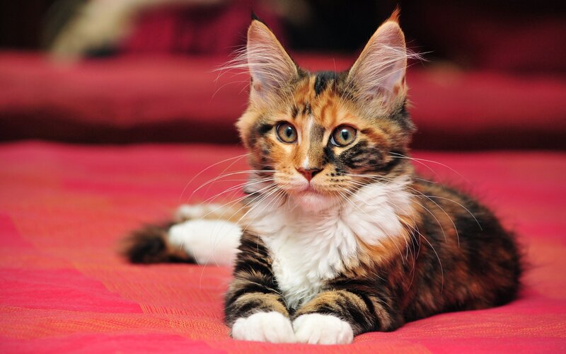 Calico Kitten Lying — Red, Calm