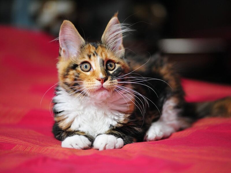 Calico Kitten Lying — Red