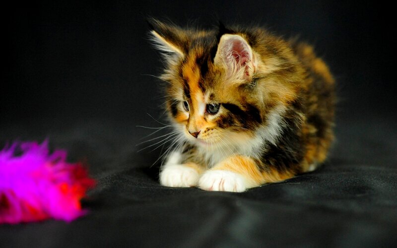 Calico Kitten Lying