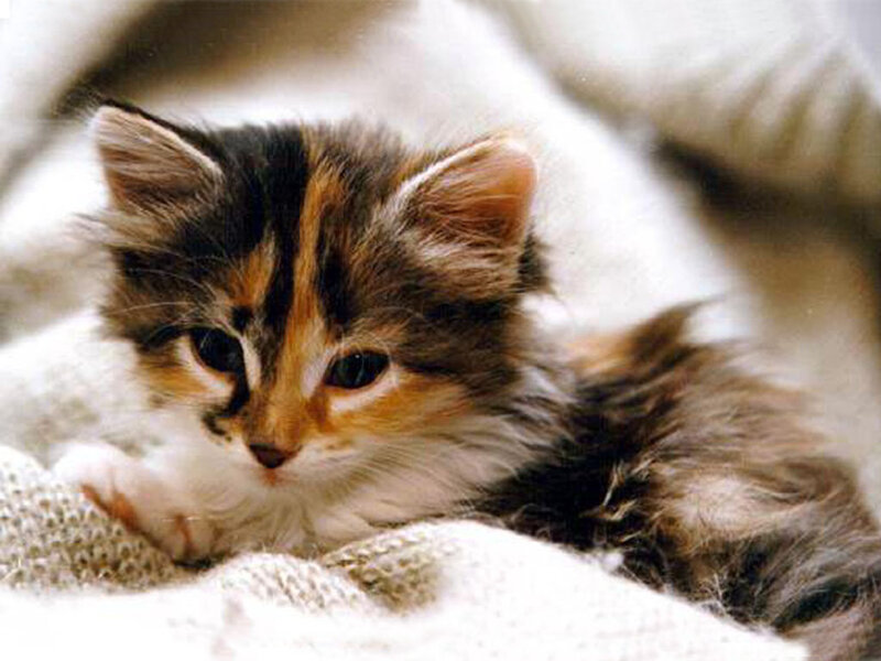 Calico Kitten Lying — White, Calm