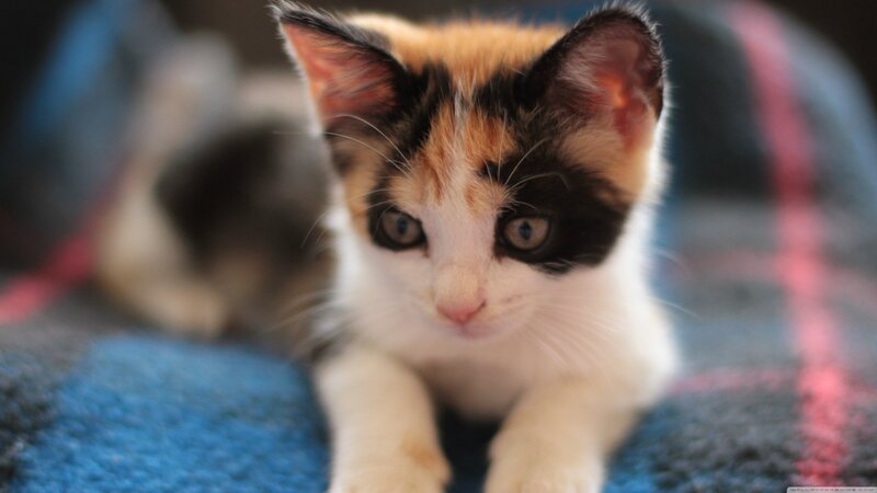 Calico Kitten Lying — White, Curious, Photograph