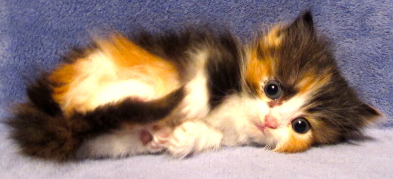 Calico Kitten Lying — White, Curious