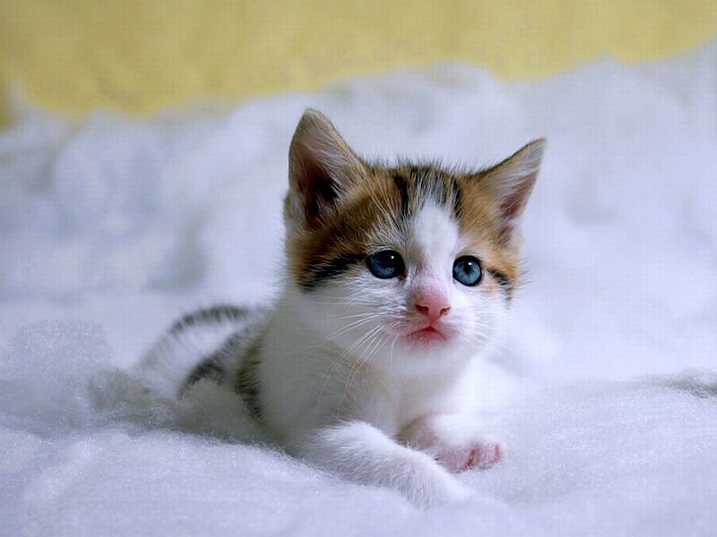 Calico Kitten Lying — White, Innocent