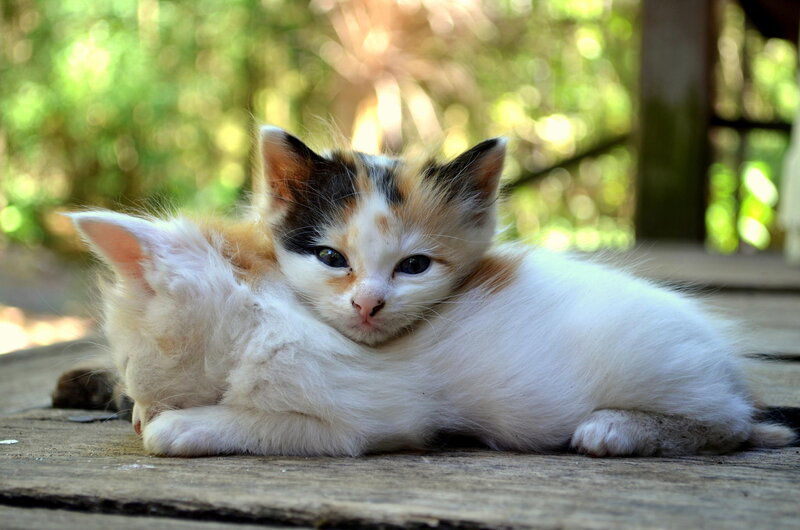 Calico Kitten Lying — White, Peaceful, Afternoon