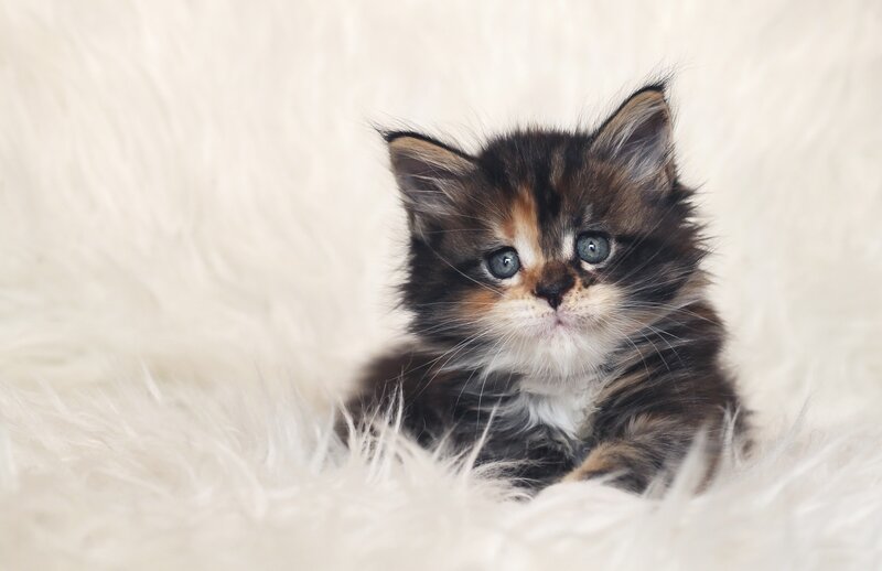 Calico Kitten Lying — White, Peaceful, Photograph