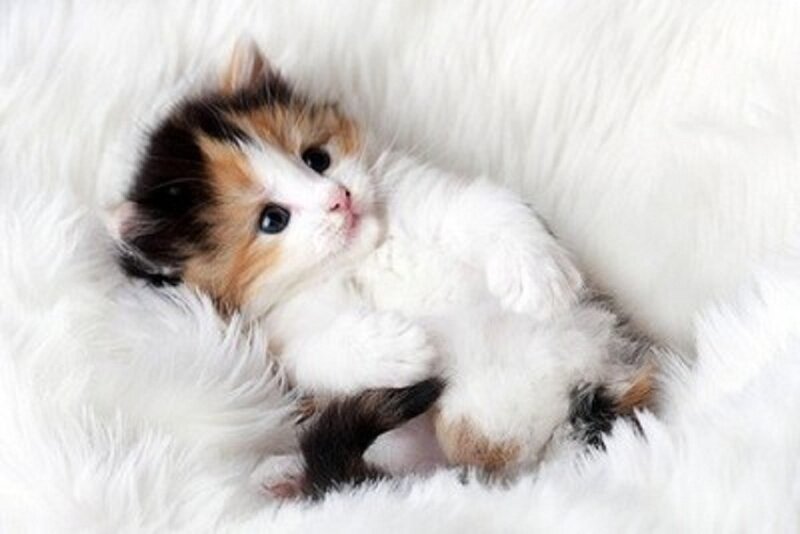 Calico Kitten Lying — White, Peaceful