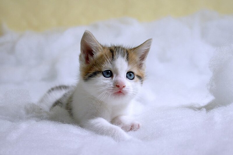 Calico Kitten Lying — White