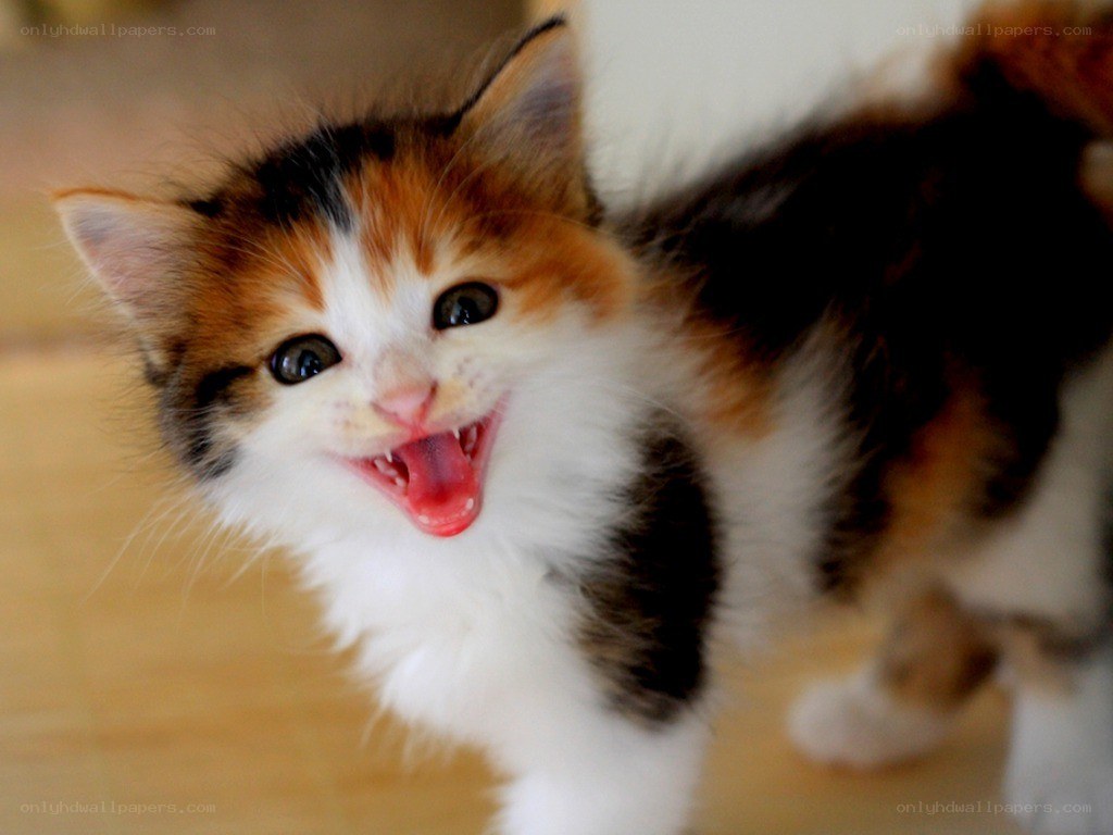 calico kitten meowing