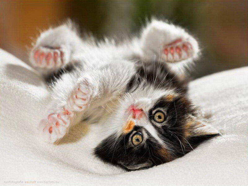 Calico Kitten on Back
