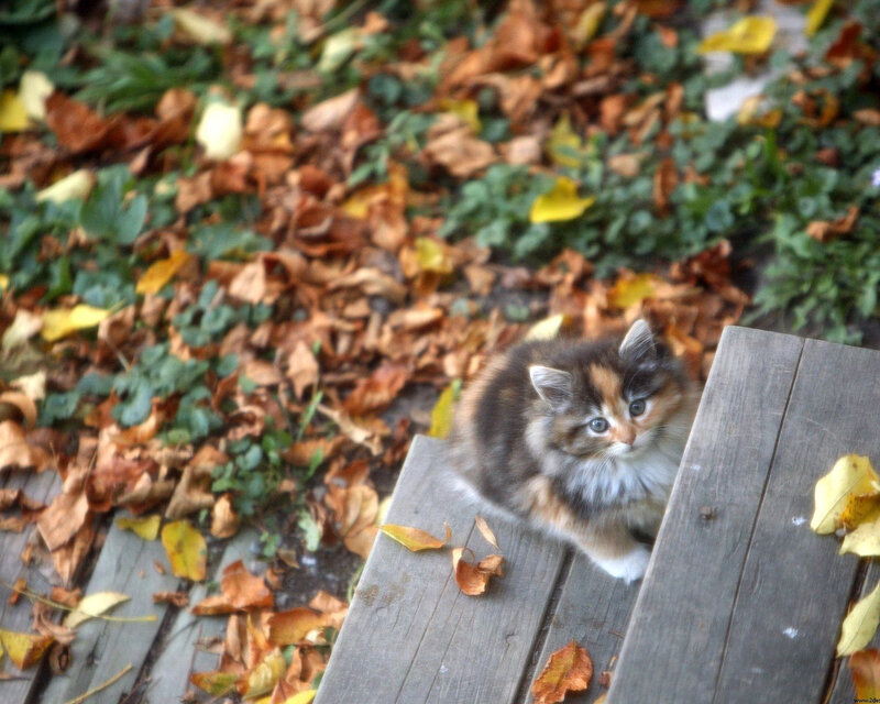 Calico Kitten on Bench — Brown