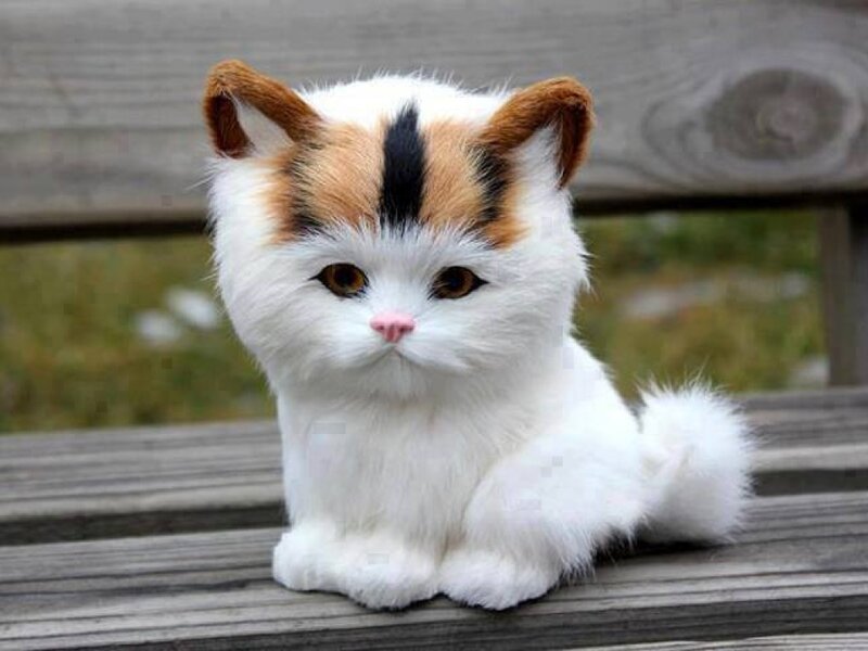Calico Kitten on Bench — White
