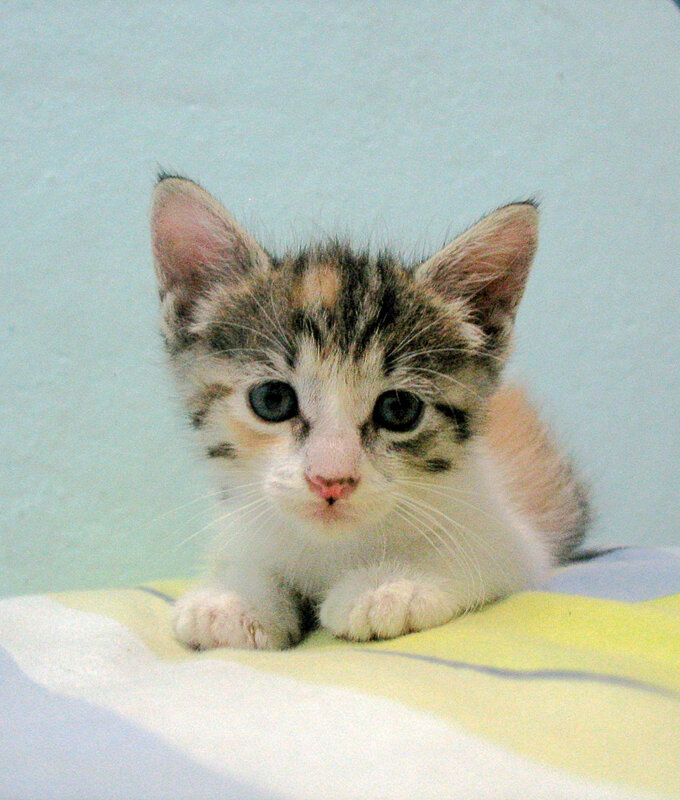 calico kitten on blanket