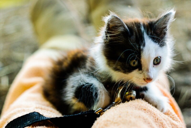 Calico Kitten on Blanket — White, Curious