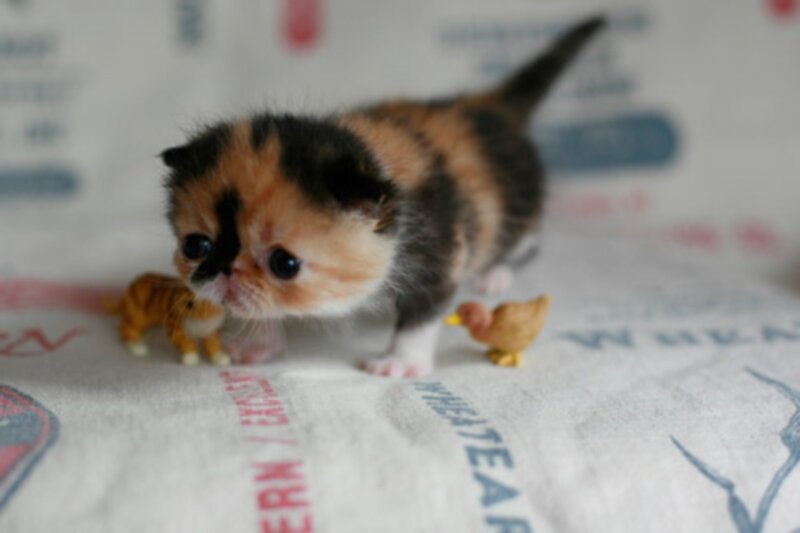 Calico Kitten on Blanket — White, Innocent