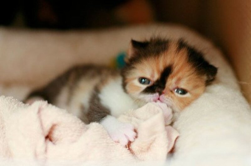 Calico Kitten on Blanket — White, Peaceful