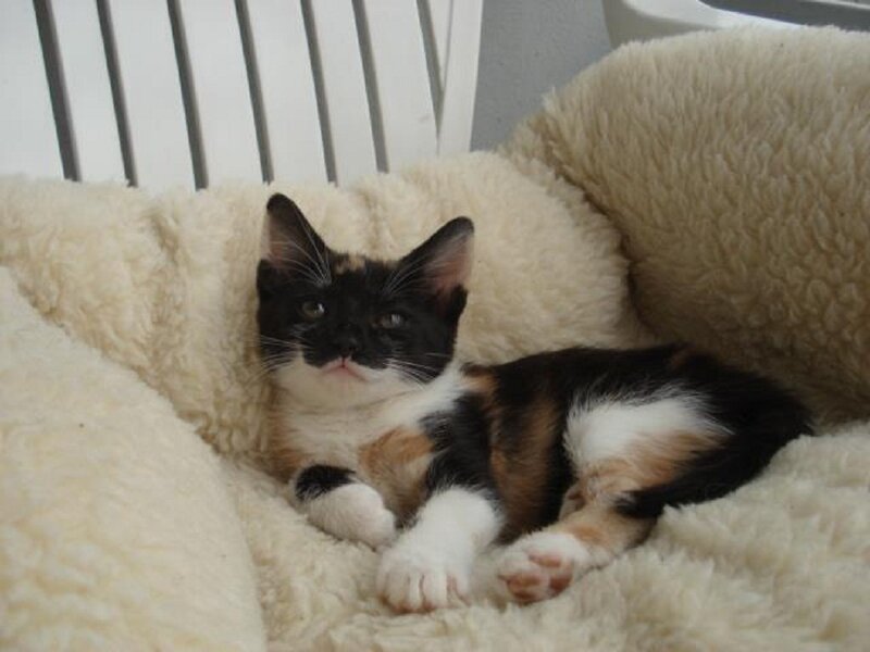 Calico Kitten on Blanket — White, Relaxed