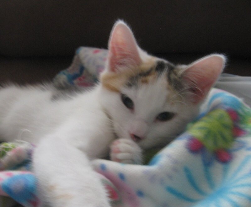 Calico Kitten on Blanket — White