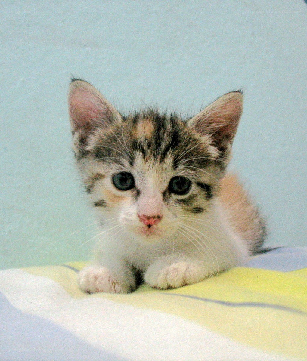calico kitten on blanket