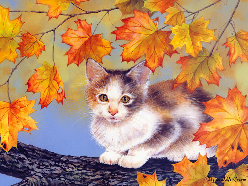 Calico Kitten on Branch