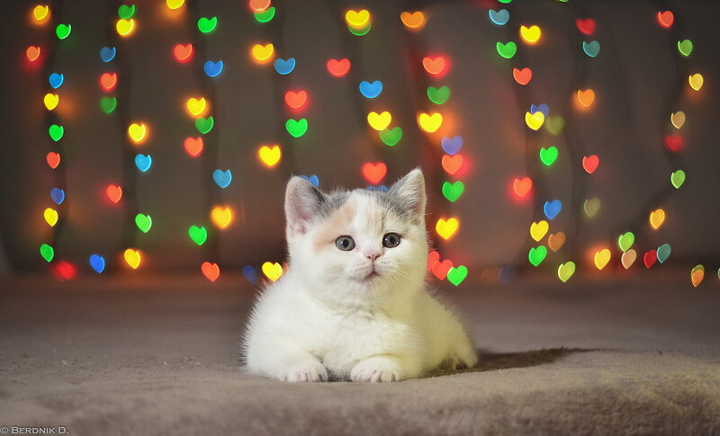 Calico Kitten on Carpet