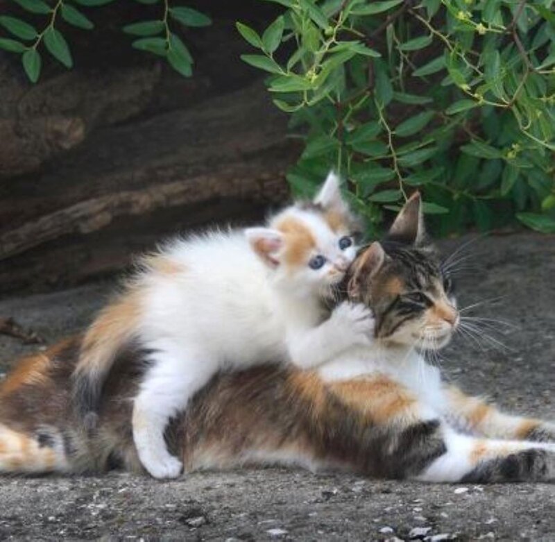 Calico Kitten on Cat