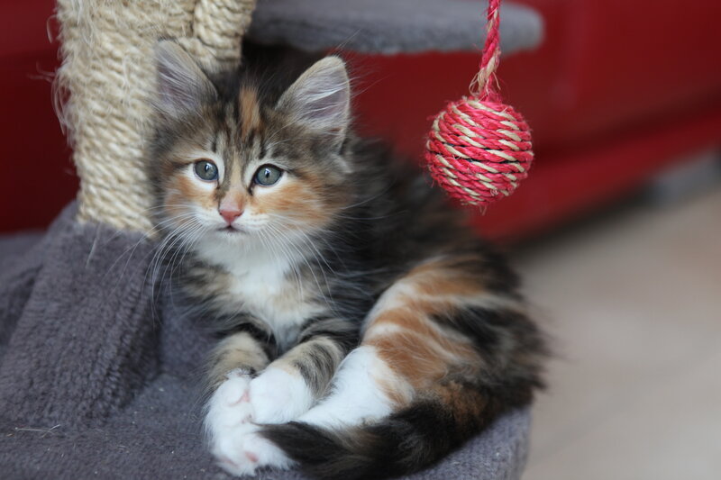 calico kitten on cat tree