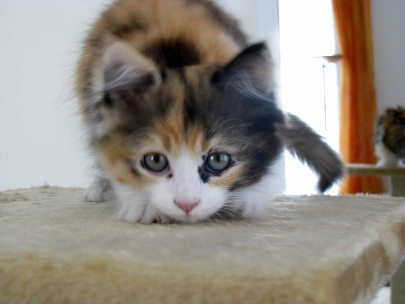 Calico Kitten on Cat Tree — White