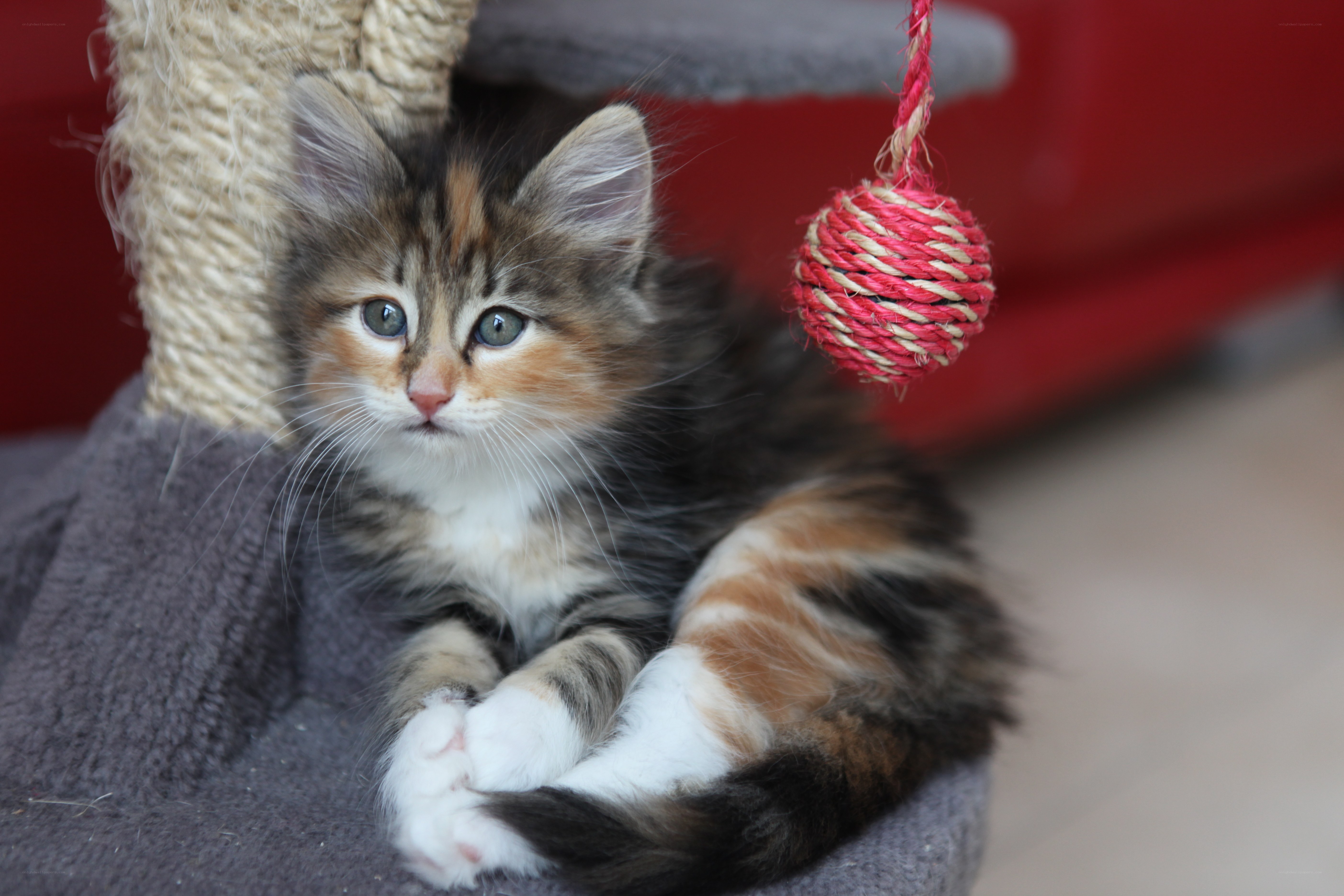 calico kitten on cat tree
