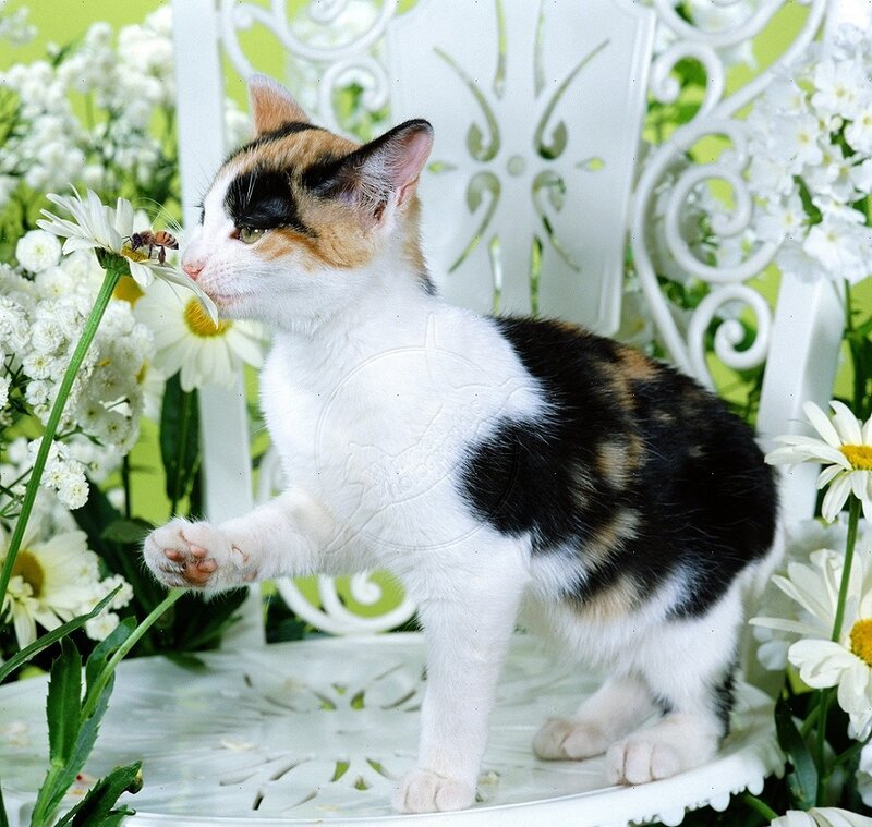 Calico Kitten on Chair — White, Serene