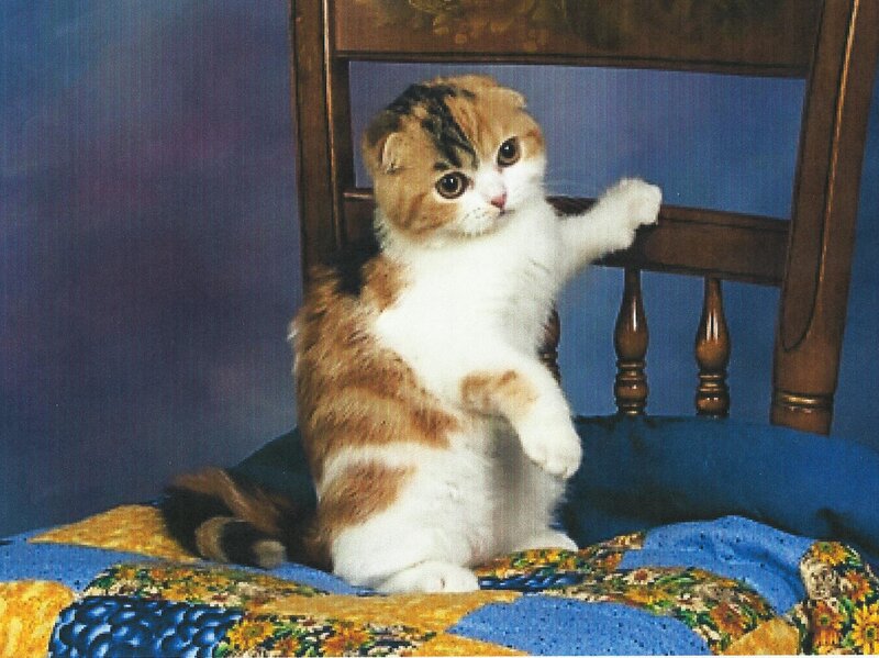 Calico Kitten on Chair — White
