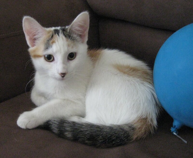 Calico Kitten on Couch