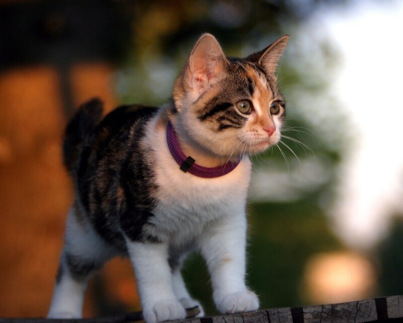 Calico Kitten on Fence